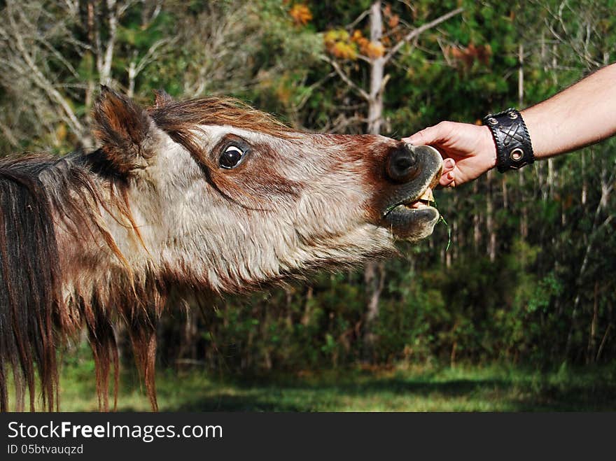 An amusing photograph of a funny,shaggy maned pony with a crazy expression on his face while his owner lifts up his lips and checks out his pearly white teeth. Would make a comical conceptual photo for dentist advertising or similar. An amusing photograph of a funny,shaggy maned pony with a crazy expression on his face while his owner lifts up his lips and checks out his pearly white teeth. Would make a comical conceptual photo for dentist advertising or similar.