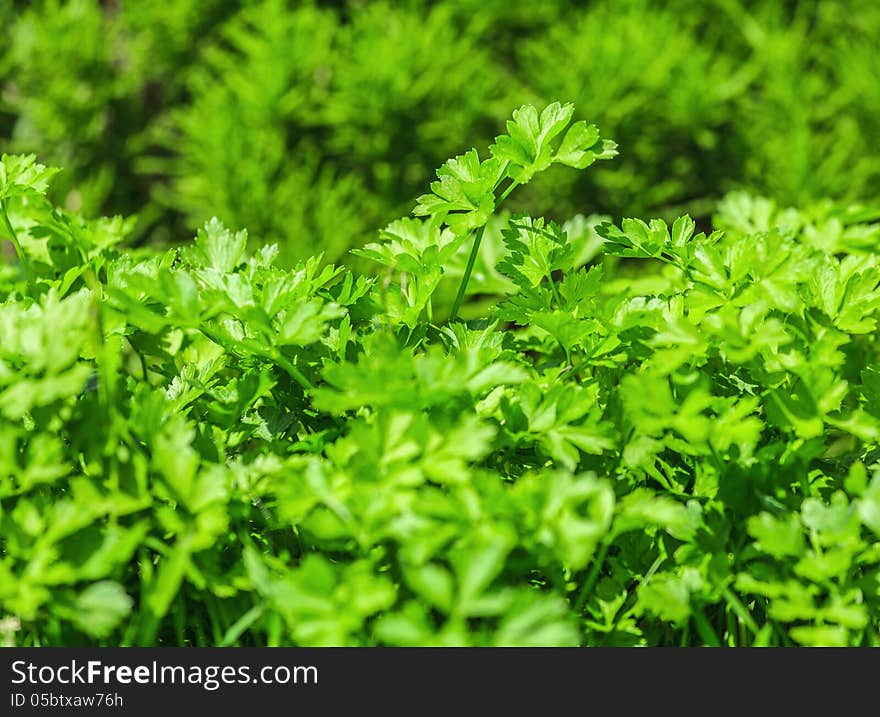 Fresh, green parsley in the Vegetable Bed, close-up. Fresh, green parsley in the Vegetable Bed, close-up.