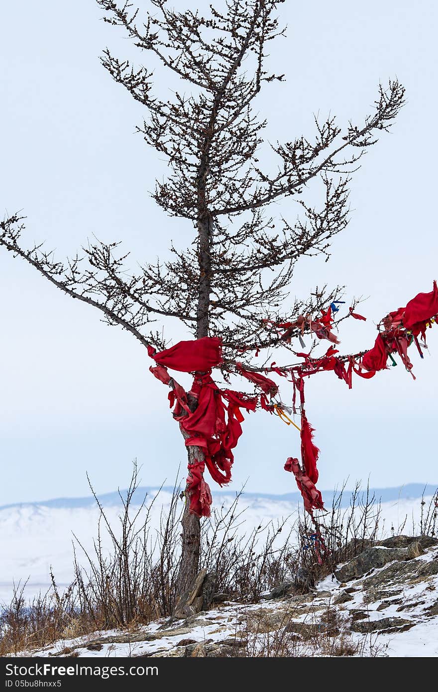 Ribbons on the tree