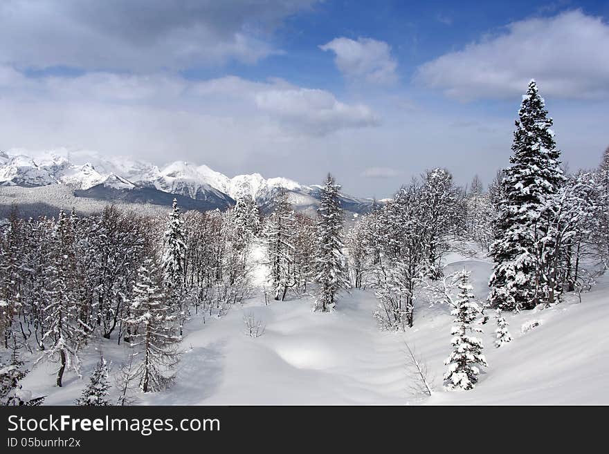 Winter landscape, pine forest under snow on a beautiful sunny day