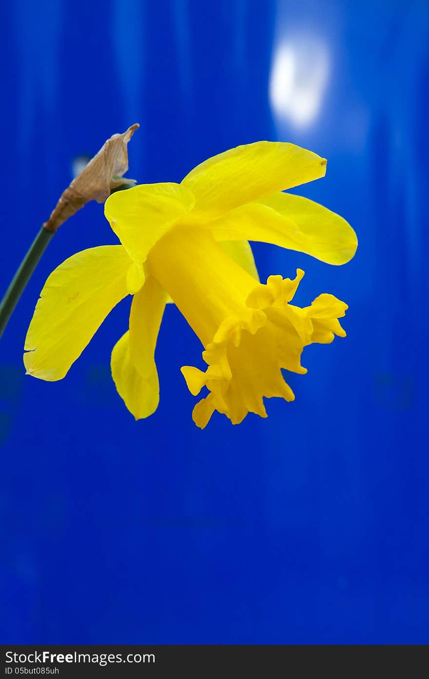 Lent lily in full bloom on blue background