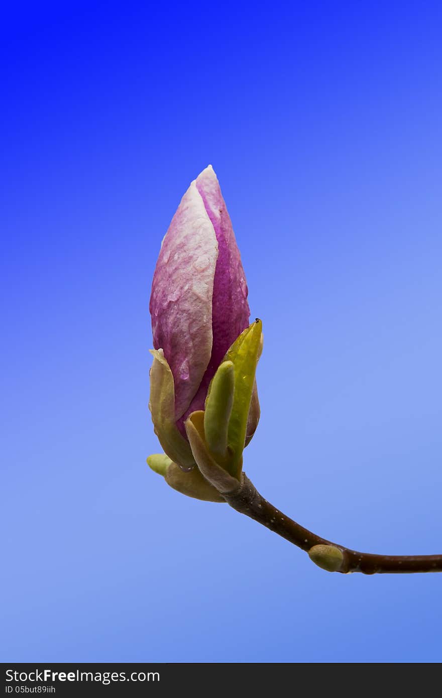 Pink magnolia flower bud closeup