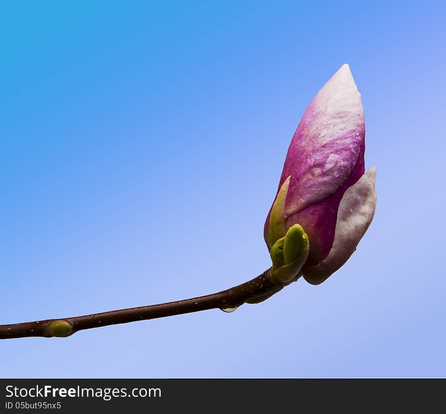 Pink magnolia flower bud closeup on blue background