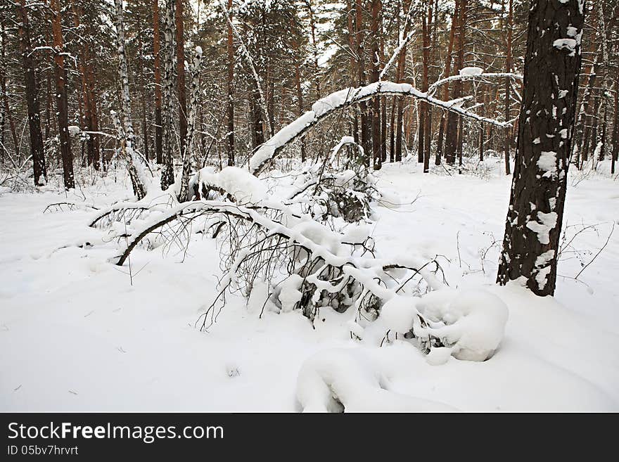 Beautiful Winter Forest