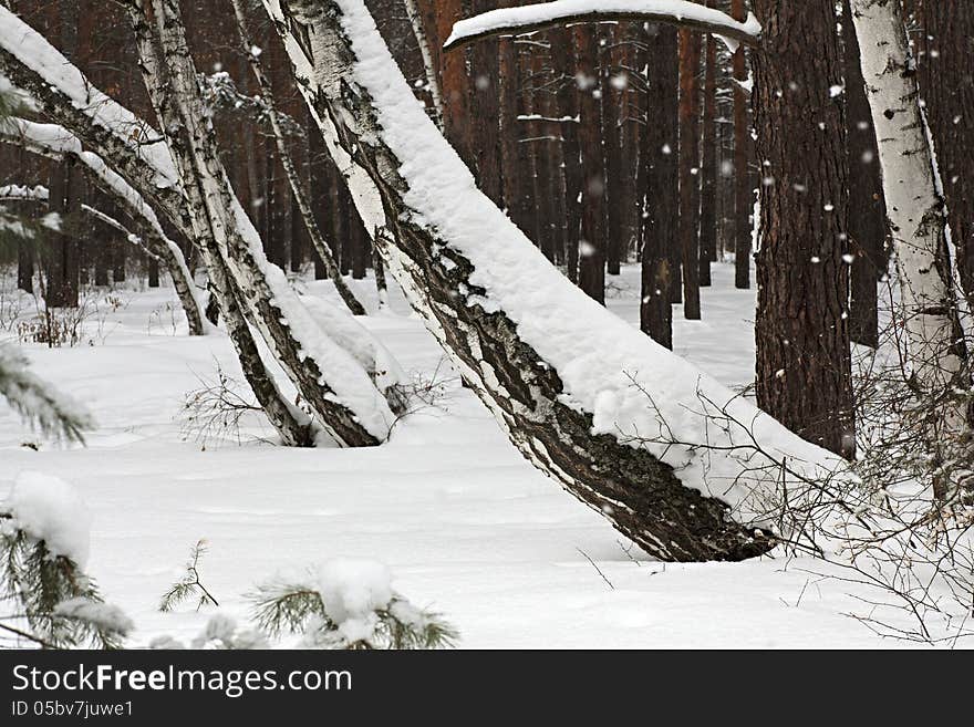 Beautiful winter forest