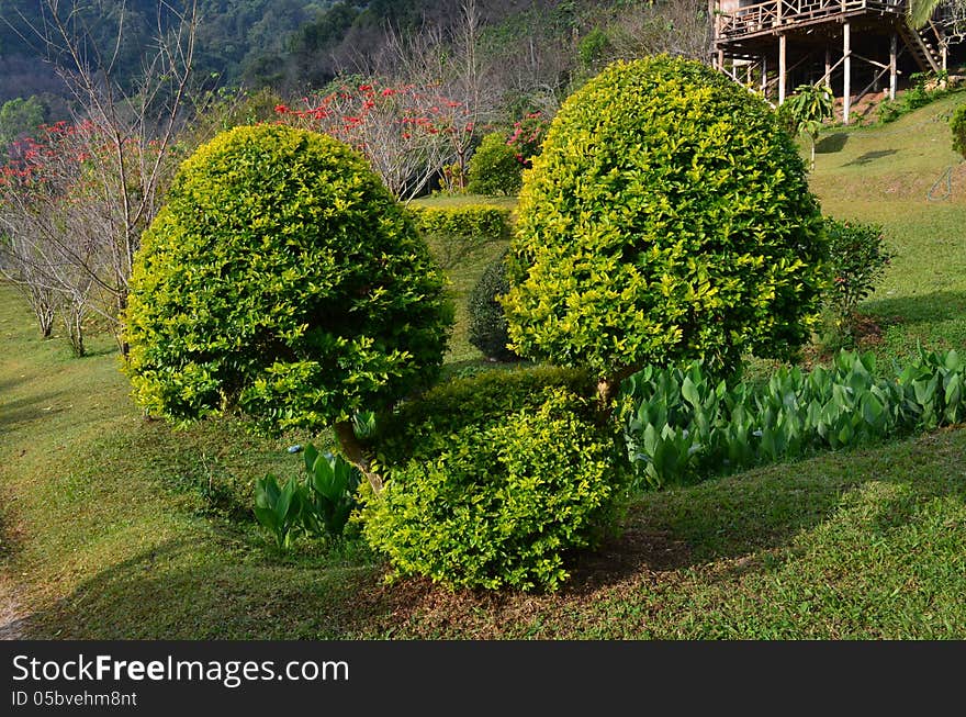 Duranta repens in Thailand, Doi Suthep