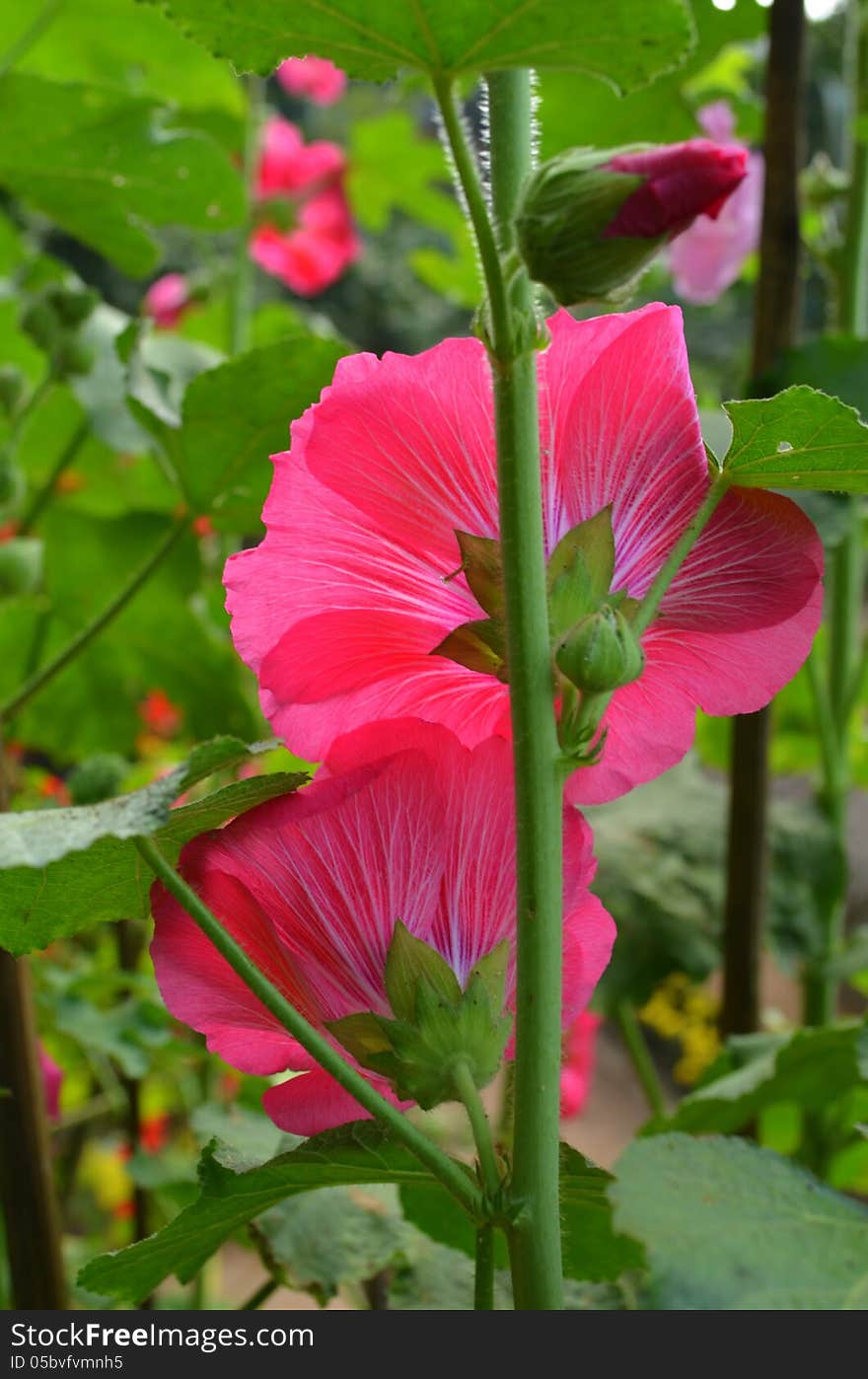 Hollyhock at Doi Pui garden in Chiang Mai,Thailand. Hollyhock at Doi Pui garden in Chiang Mai,Thailand