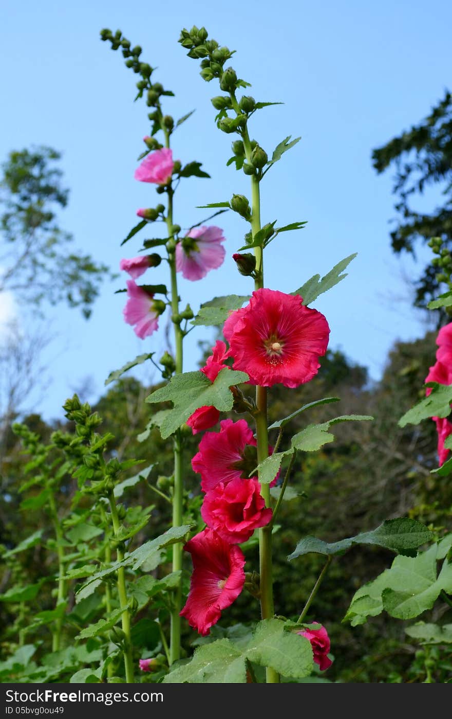 Hollyhock at Doi Pui garden in Chiang Mai,Thailand. Hollyhock at Doi Pui garden in Chiang Mai,Thailand