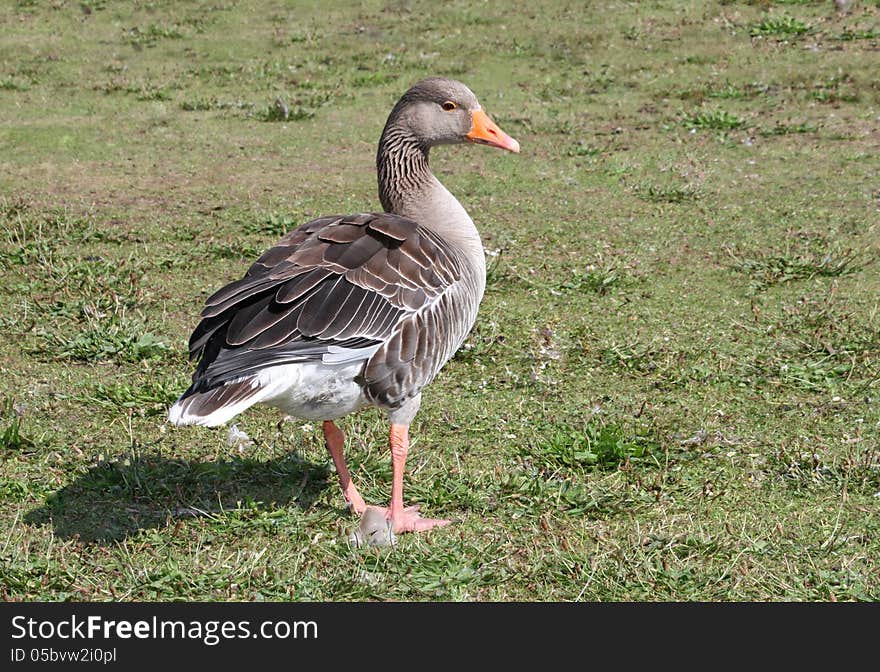 A Greylag Goose on the Grass on a Hot Sunny Day. A Greylag Goose on the Grass on a Hot Sunny Day.