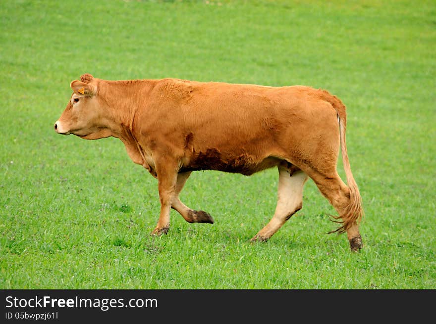 Brown cow in grazing rearing livestock. Brown cow in grazing rearing livestock