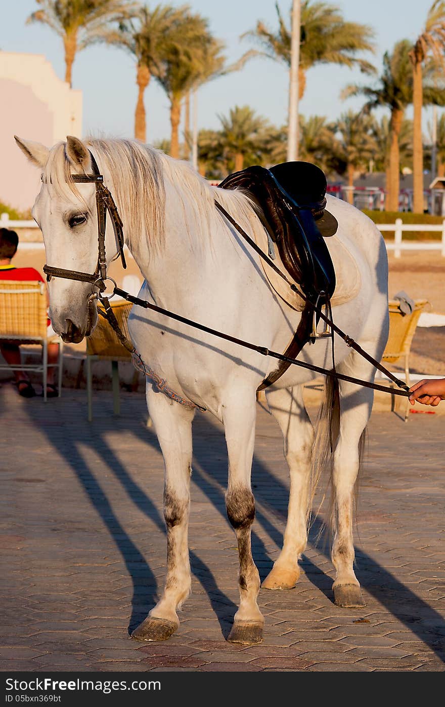 Horse standing with the palms background