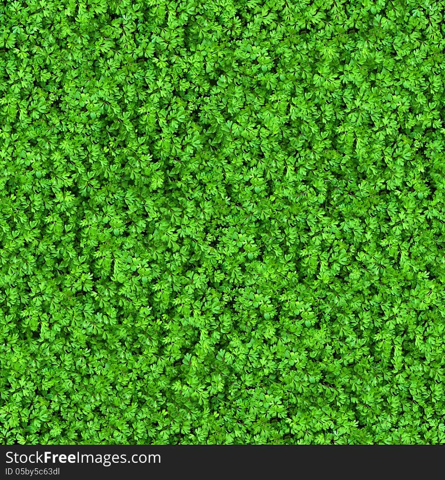 Green Meadow Grass. Seamless Tileable Texture. Green Meadow Grass. Seamless Tileable Texture.