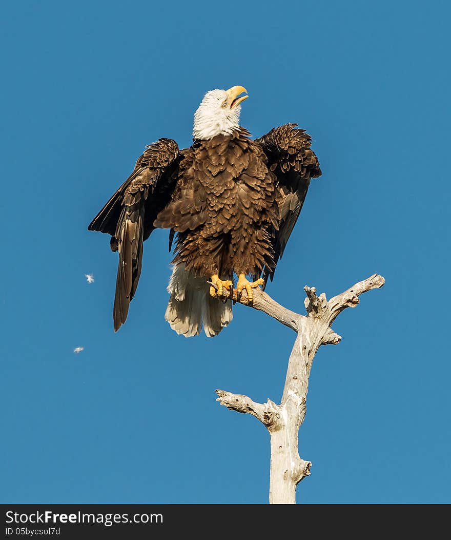 American Bald Eagle Shaking