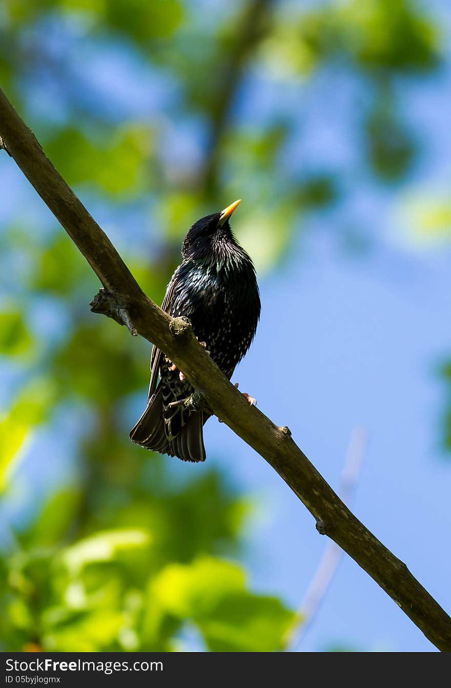 Starling on the perch at the springtime