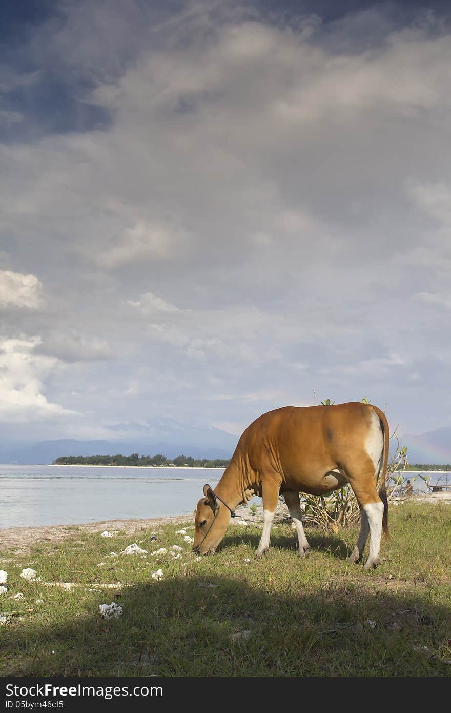 Cow Eating Grass on Gili Trawangan, Indonesia you can find clearly rainbow behind the cow on full resolution of this photographs. Cow Eating Grass on Gili Trawangan, Indonesia you can find clearly rainbow behind the cow on full resolution of this photographs