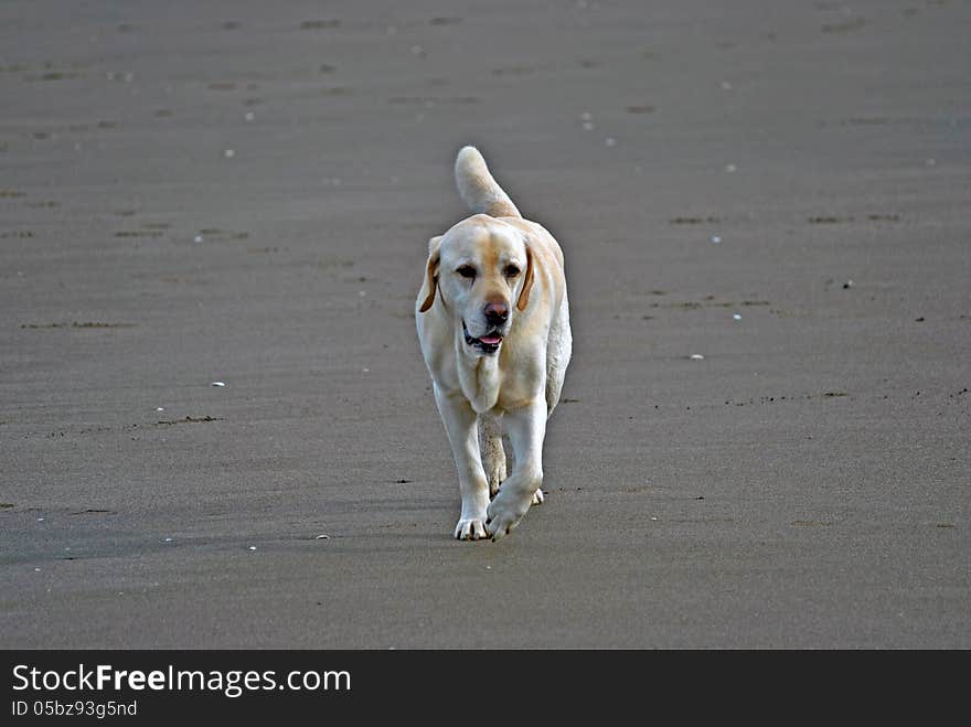 Male labrador retriever walking on beach