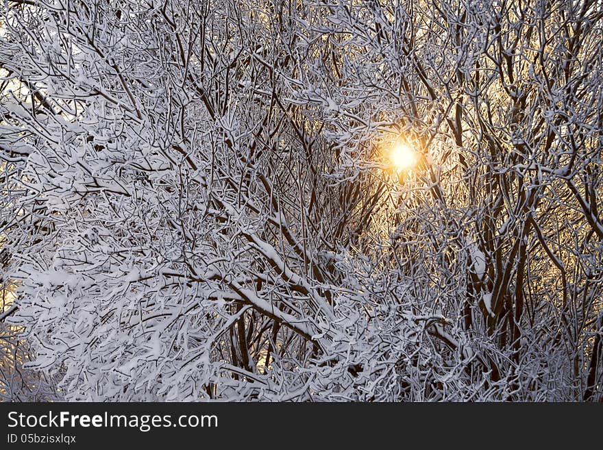 The sunlight passes through tree branches. The sunlight passes through tree branches