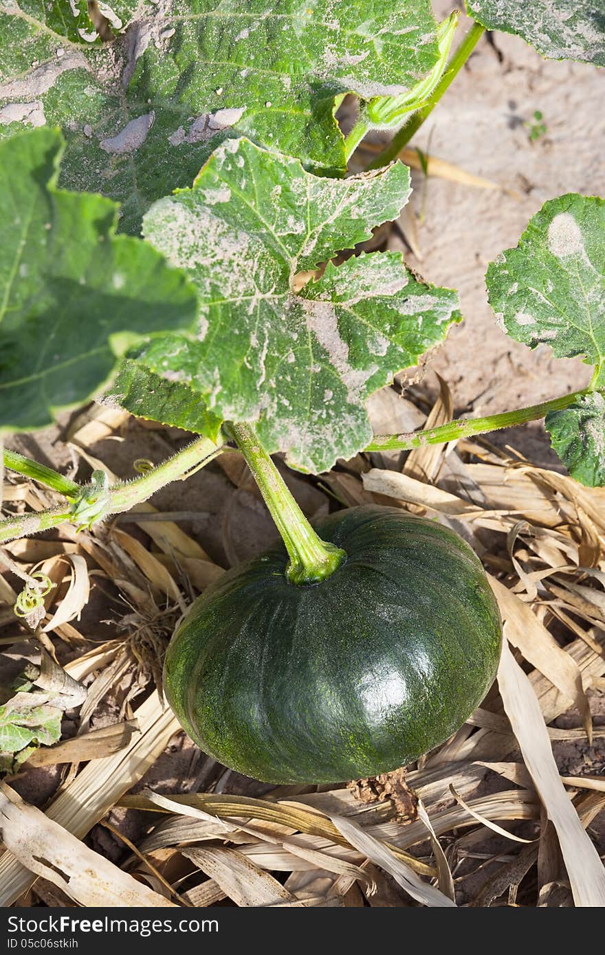 Little pumpkin growing on a pumpkin patch