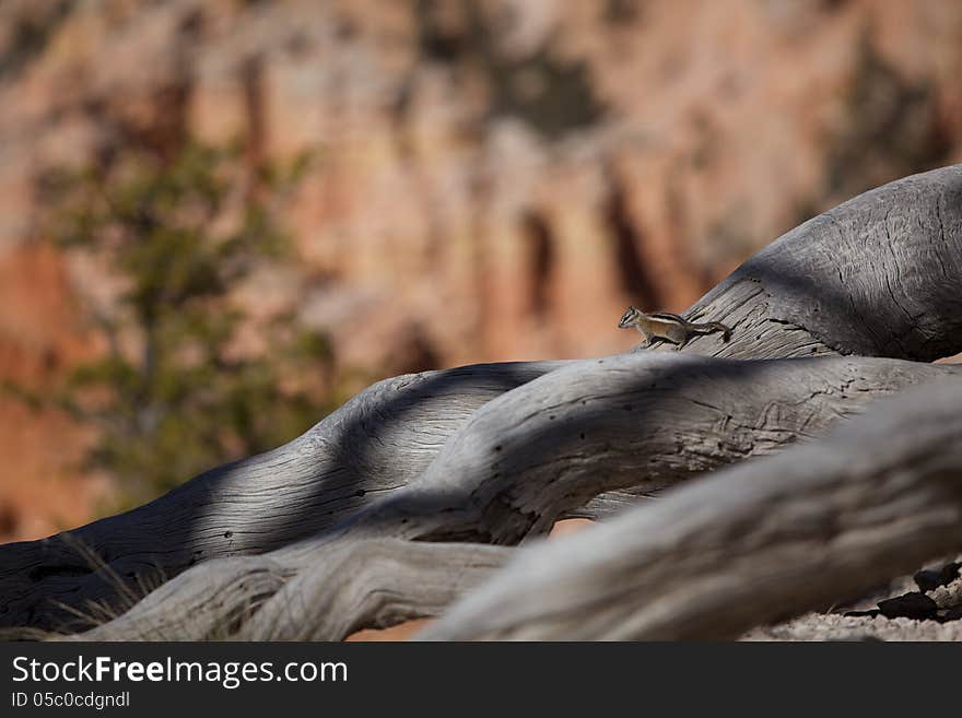 A cute little chipmunk on a downed tree trunk in the desert.