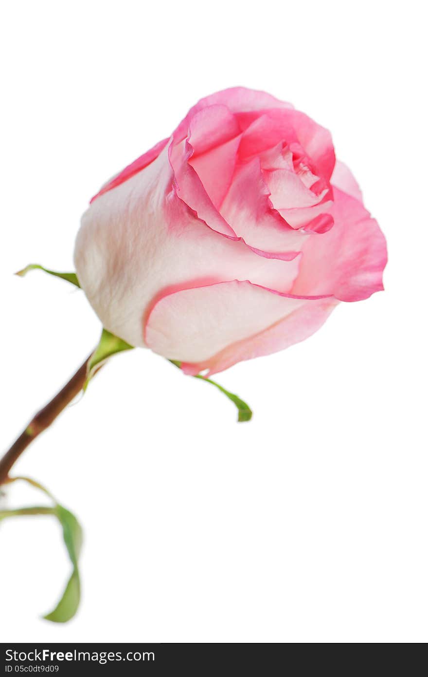 White-pink rose isolated on white background