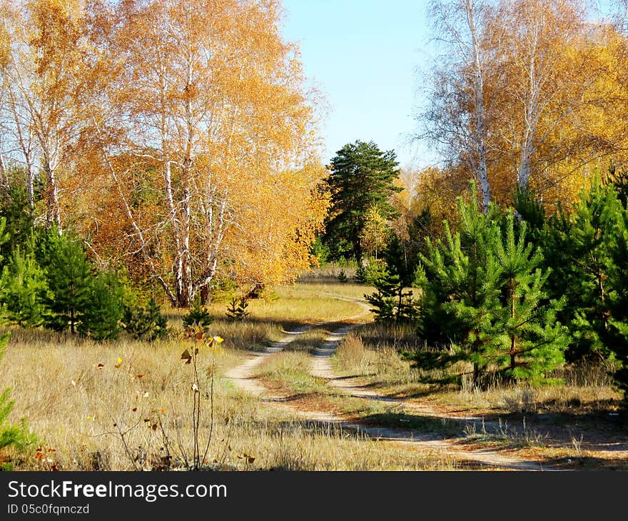 Golden Autumn