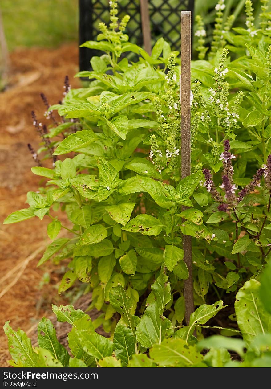 Organic gardening growing fresh healthy green sweet basil and cinnamon basil and spinach silver beet. Organic gardening growing fresh healthy green sweet basil and cinnamon basil and spinach silver beet