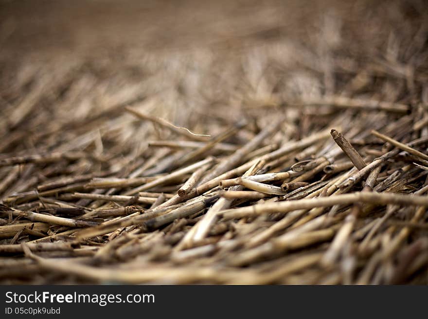 Dead Beach Grass