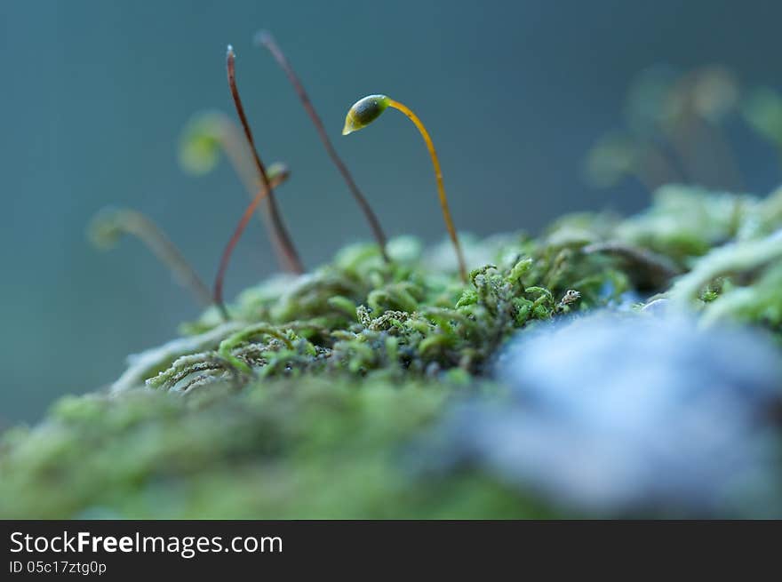 MAcro shot of moss spores with lots of depth of field (DOF). MAcro shot of moss spores with lots of depth of field (DOF).