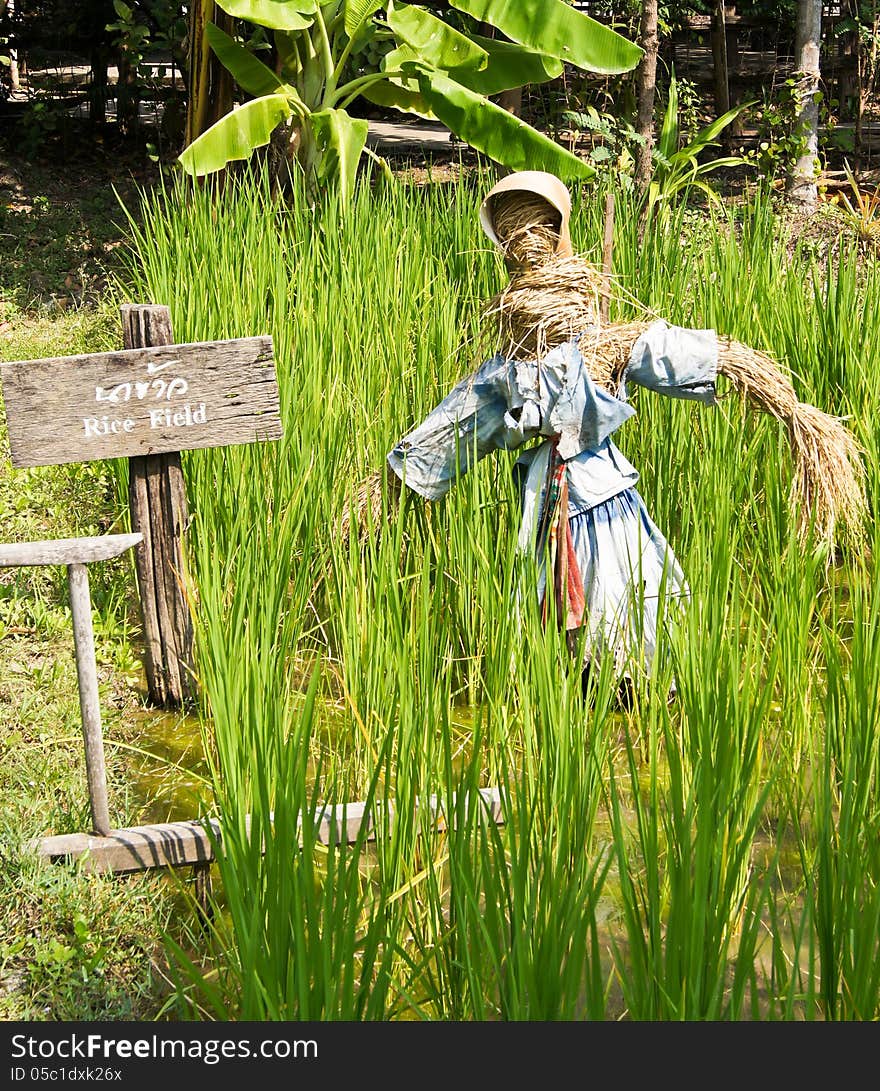 Scarecrow In Farm