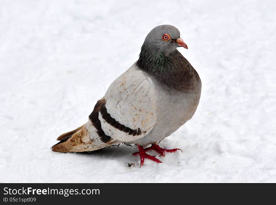 Pigeon On To Snow