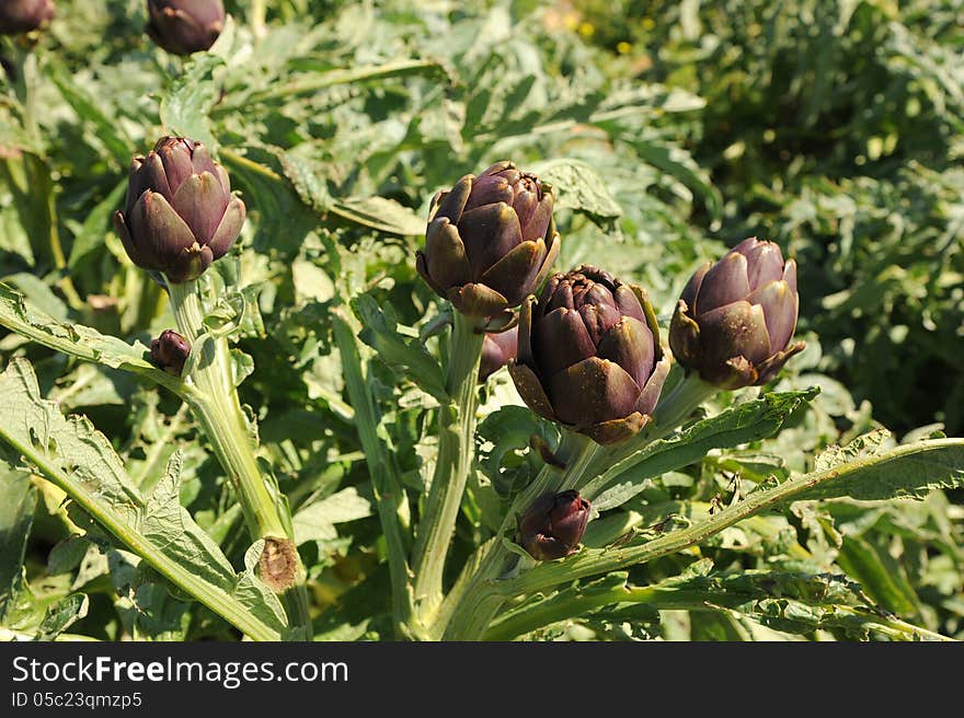 Globe artichoke (Cynara cardunculus) growing in a Mediterranean field. Globe artichoke (Cynara cardunculus) growing in a Mediterranean field.