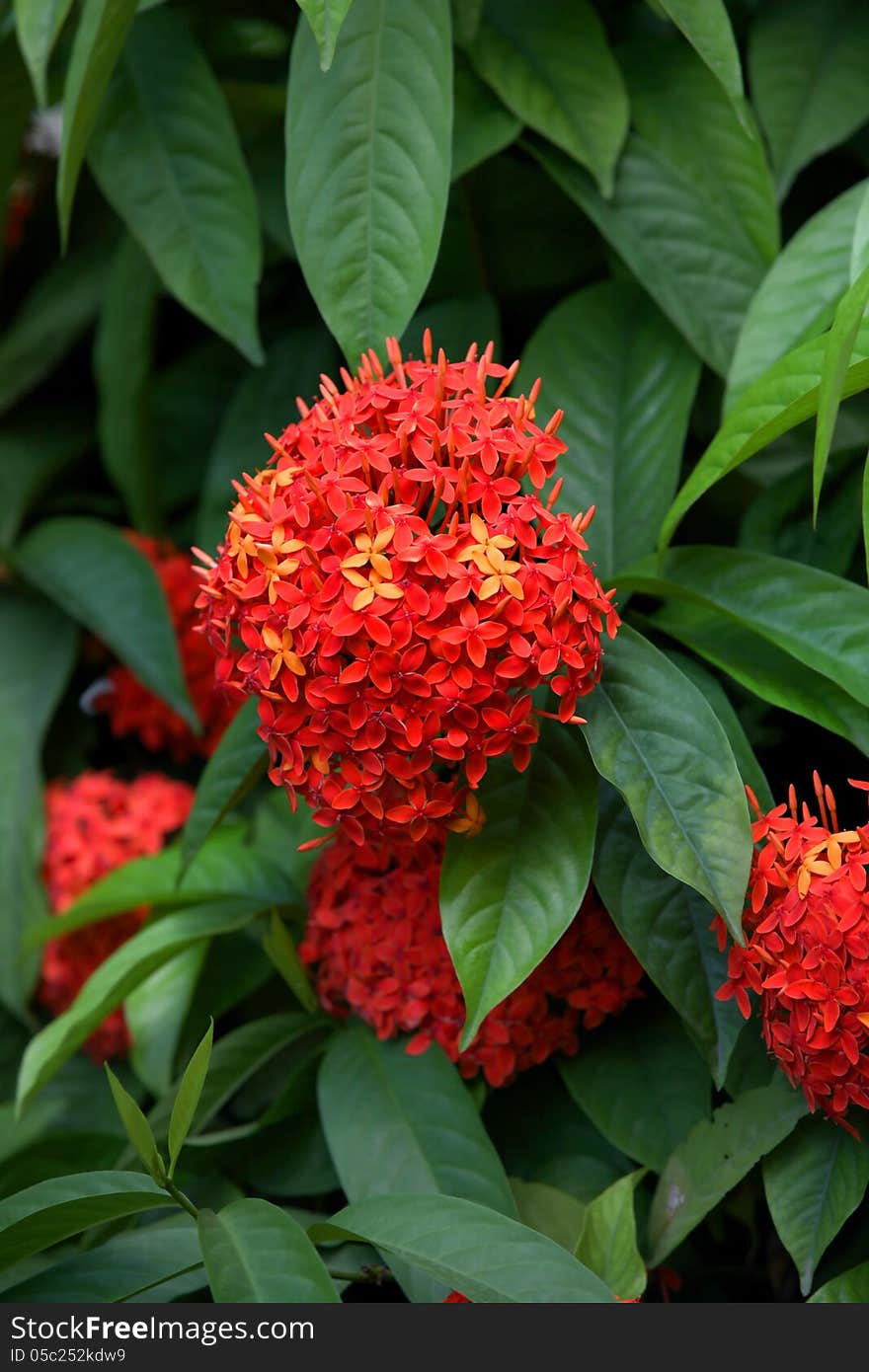 Ashoka flowers, Popular flowers grows in Southern India. Ashoka flowers, Popular flowers grows in Southern India