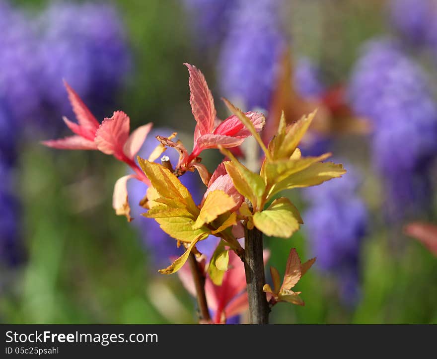 Colorful Freshly Grown Leaves