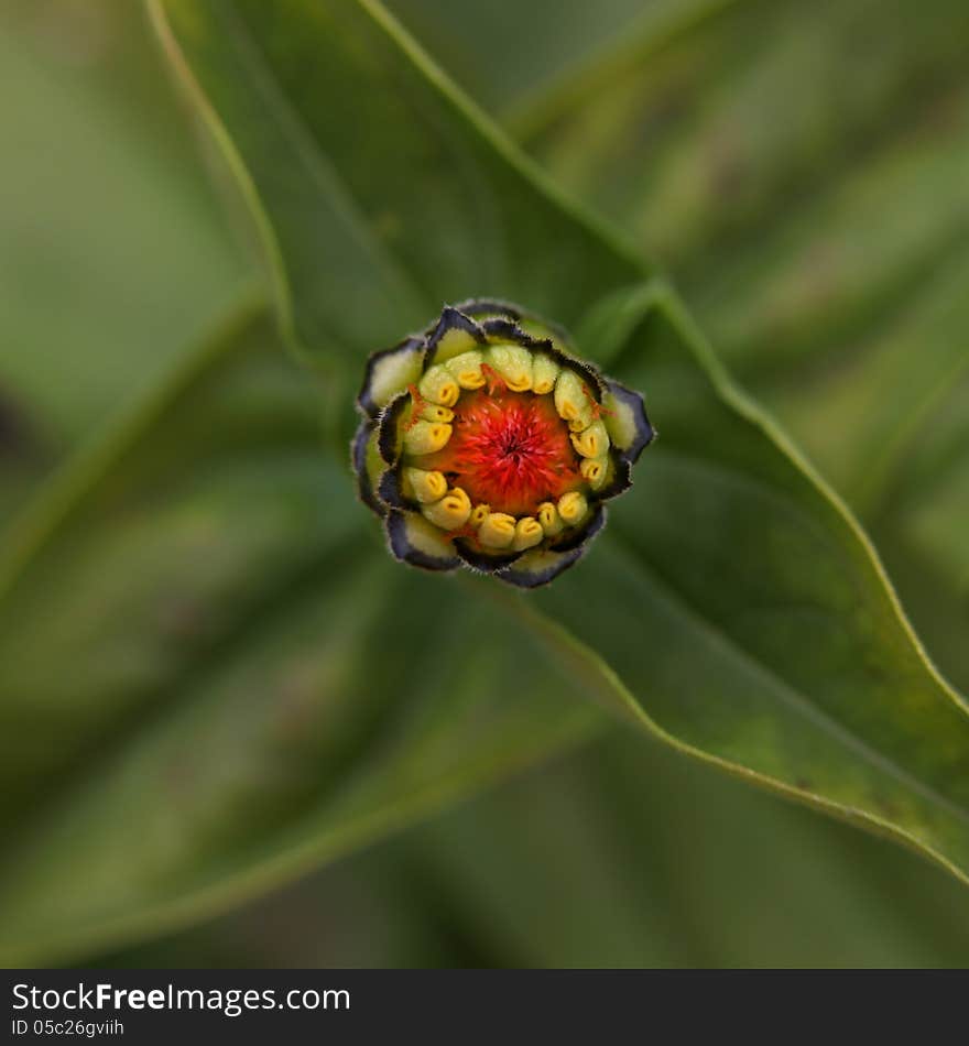 Close up shot of small daisy flower bud