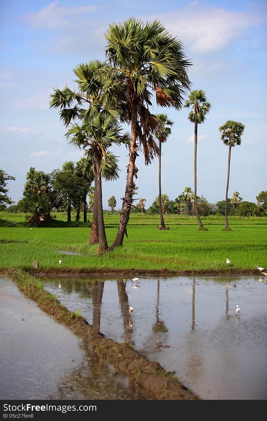 Scenic view of paddy fields,palm trees and herons in paddy field. Scenic view of paddy fields,palm trees and herons in paddy field