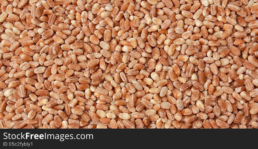 Barley Grains Background