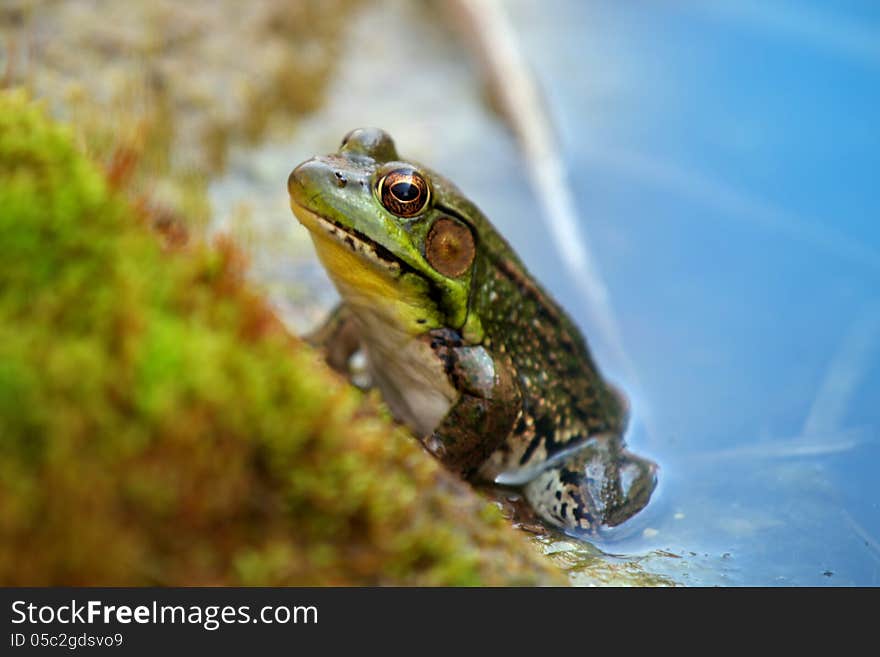 Green frog in the blue water pond