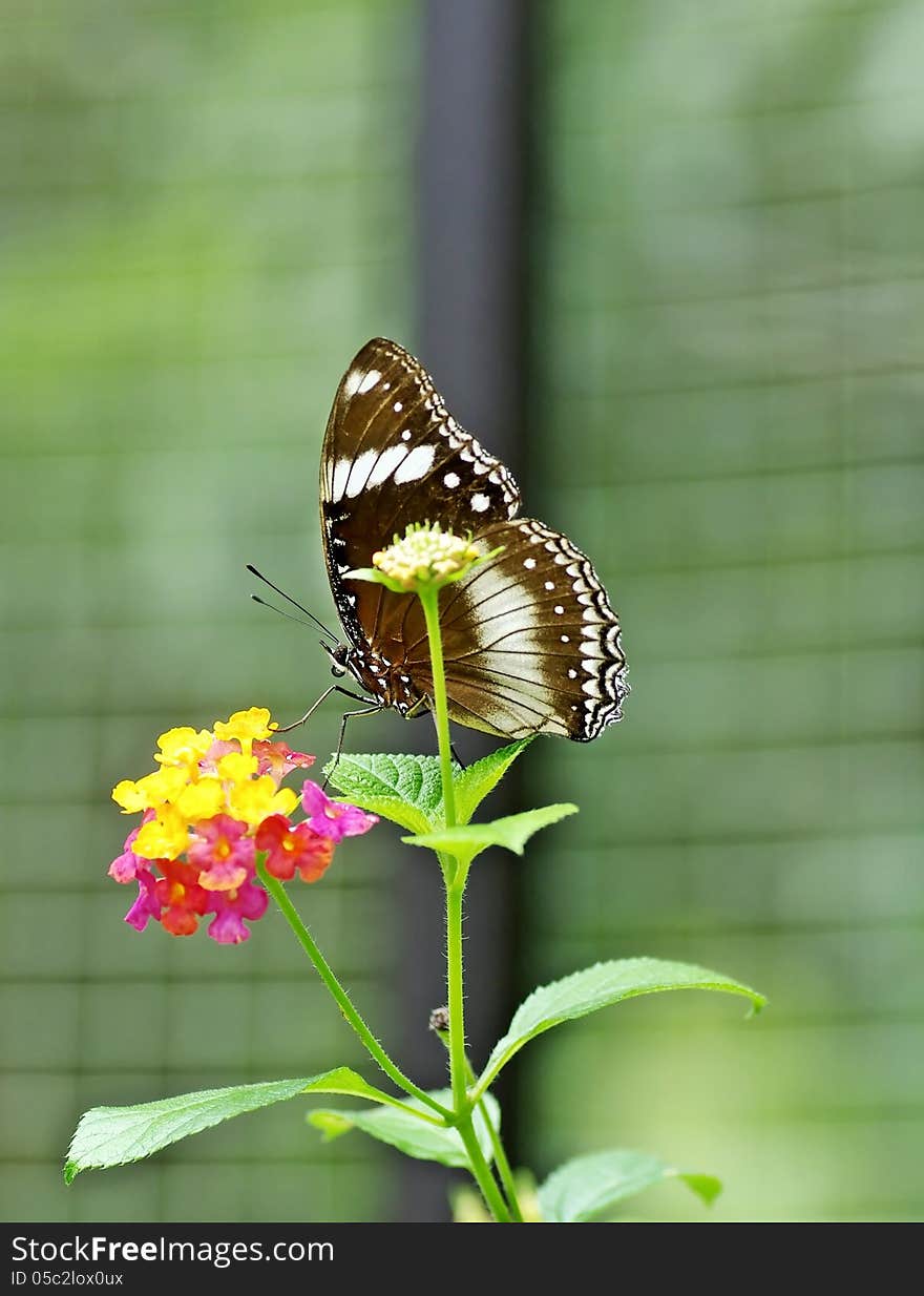 A white-spotted butterfly