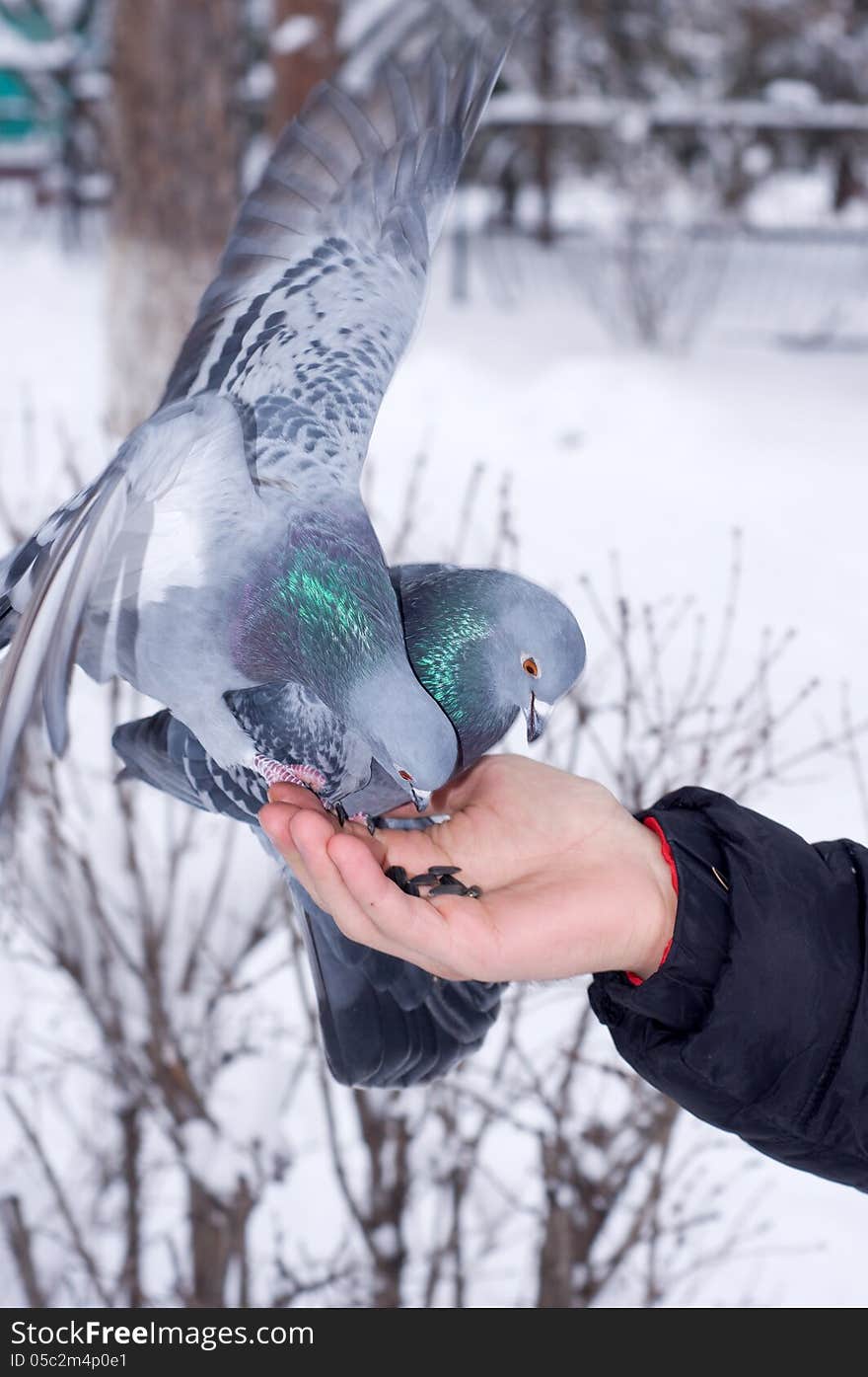 Pigeons On The Hand.