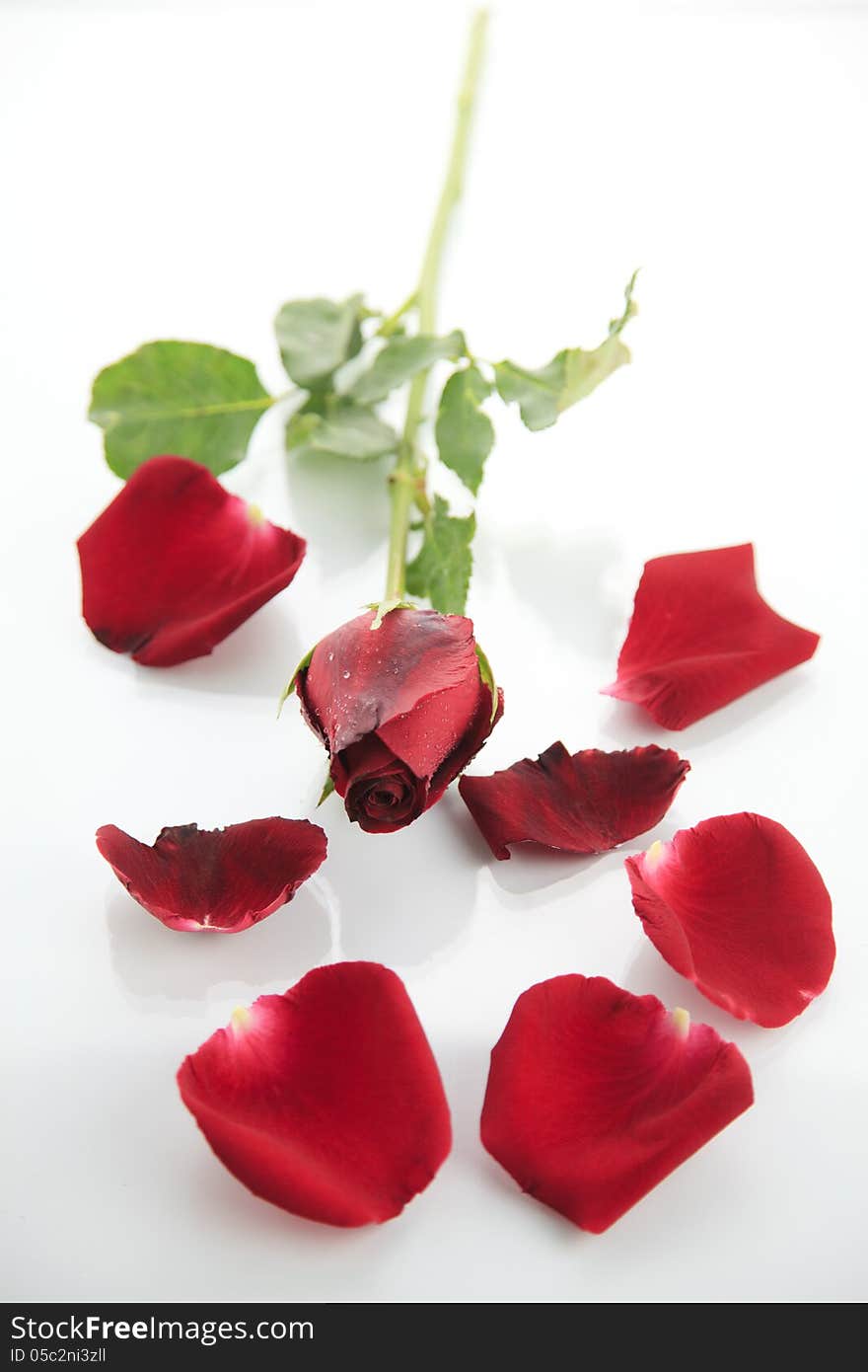 Beautiful red rose on white background