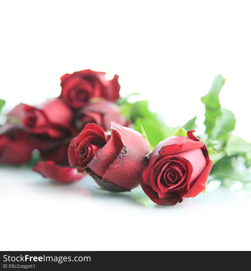 Red Rose On White Background