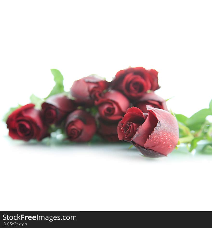 Beautiful Red rose on white background