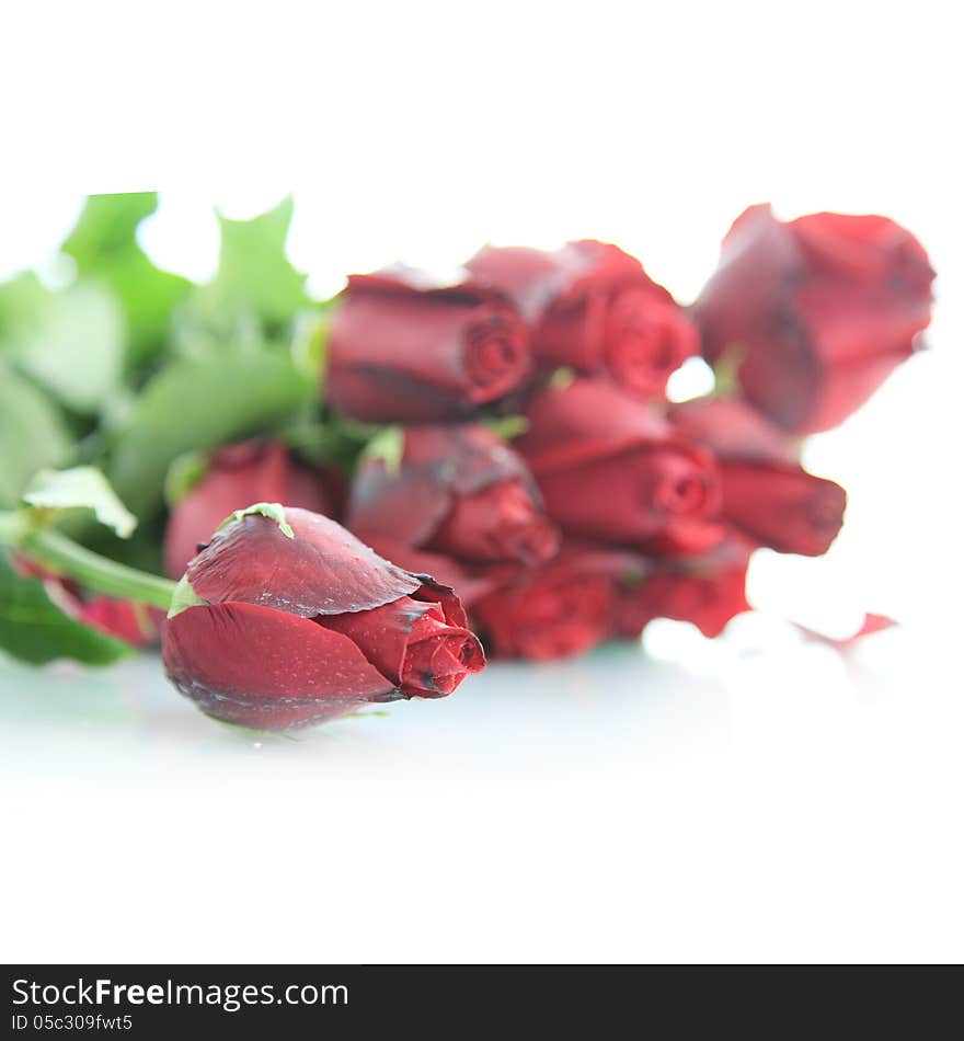 Beautiful Red rose on white background