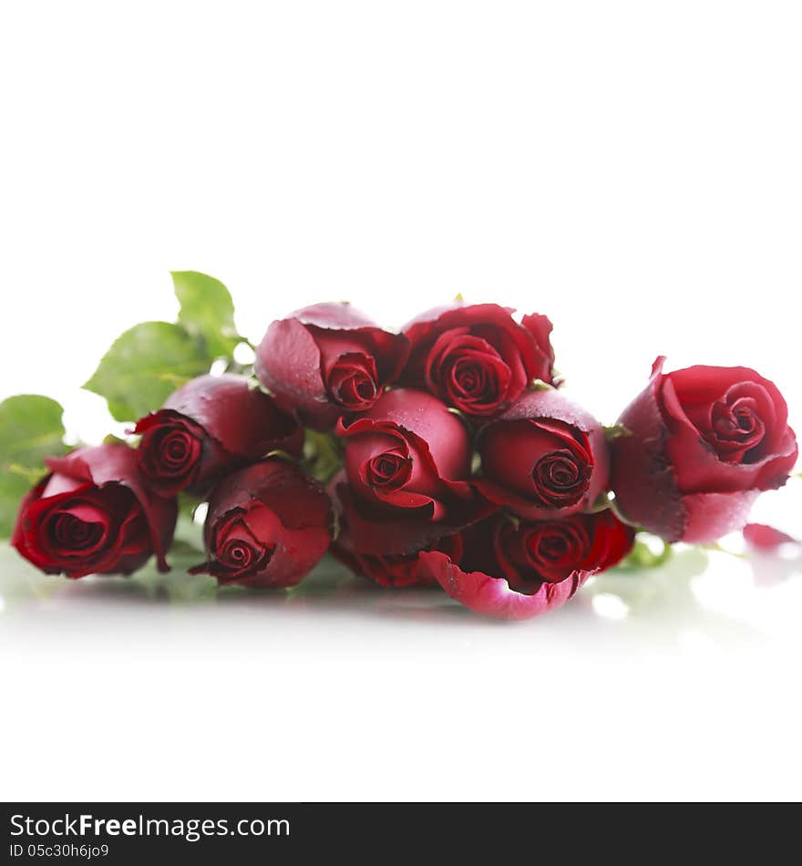 Beautiful Red rose on white background