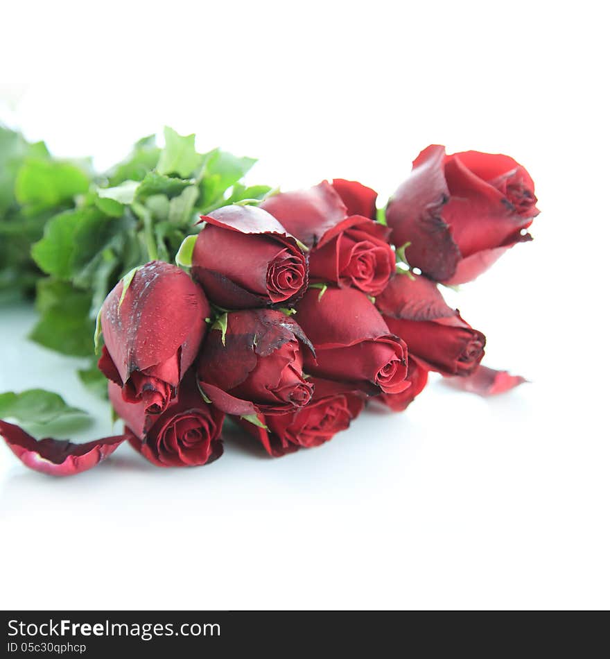 Beautiful Red rose on white background