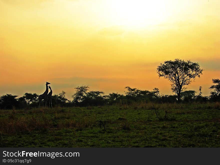 As the day dawns the beauty unfolds in Murchison Falls National Park Uganda where this photograph was taken. Two giraffes seem to cuddle as the new day begins. As the day dawns the beauty unfolds in Murchison Falls National Park Uganda where this photograph was taken. Two giraffes seem to cuddle as the new day begins.