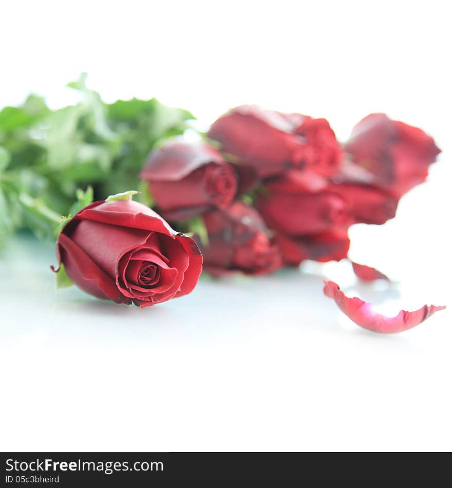 Beautiful Red rose on white background