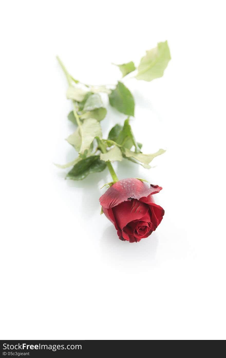 Beautiful Red rose on white background