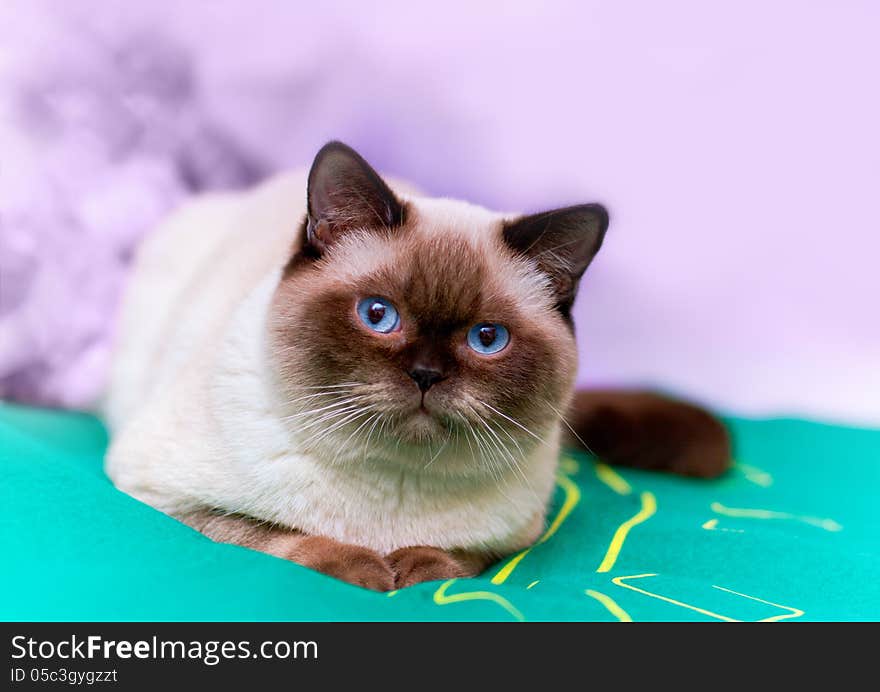 Cat lying on a green mat. Cat lying on a green mat