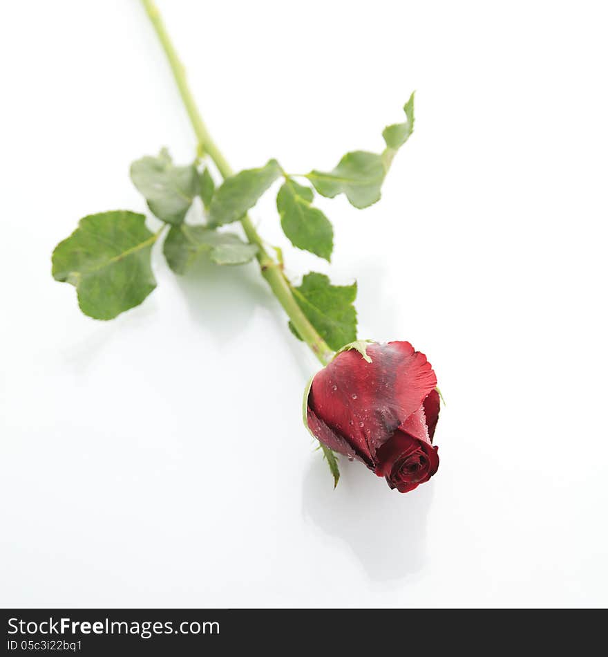 Beautiful Red rose on white background